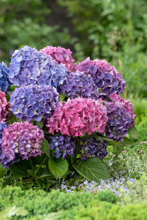 Hortensja ogrodowa 'Renate Steiniger' | Hydrangea macrophylla