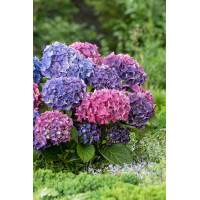 Hortensja ogrodowa 'Renate Steiniger' | Hydrangea macrophylla