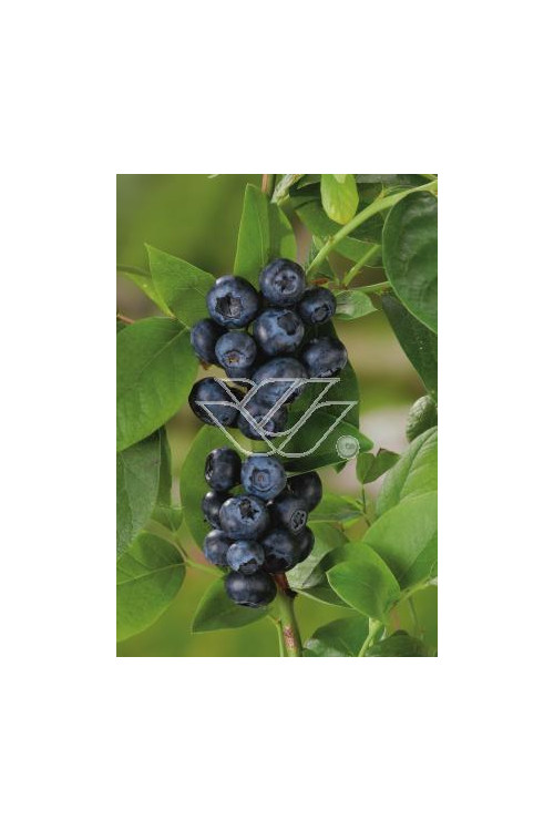 Borówka średnia (amerykańska) 'Putte' Vaccinium corymbosum