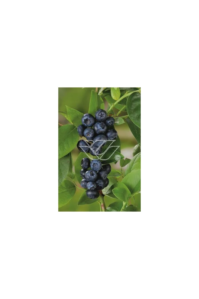 Borówka średnia (amerykańska) 'Putte' Vaccinium corymbosum