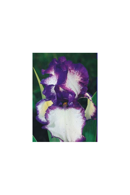 kosaciec, kosaciec amerykański, irys, iris, Kosaciec (Irys) amerykański 'Confetti'