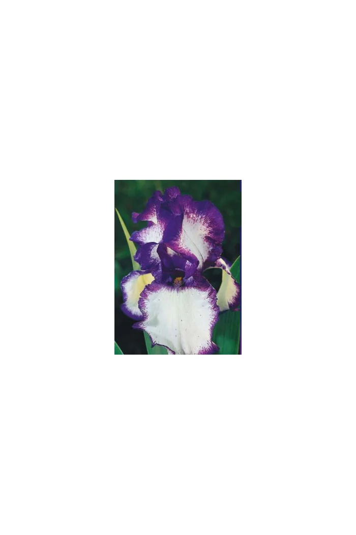 kosaciec, kosaciec amerykański, irys, iris, Kosaciec (Irys) amerykański 'Confetti'