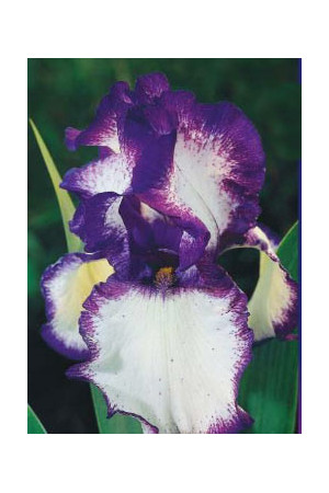 kosaciec, kosaciec amerykański, irys, iris, Kosaciec (Irys) amerykański 'Confetti'