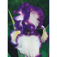 kosaciec, kosaciec amerykański, irys, iris, Kosaciec (Irys) amerykański 'Confetti'