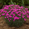 Goździk 'Pretty Becky'| Dianthus