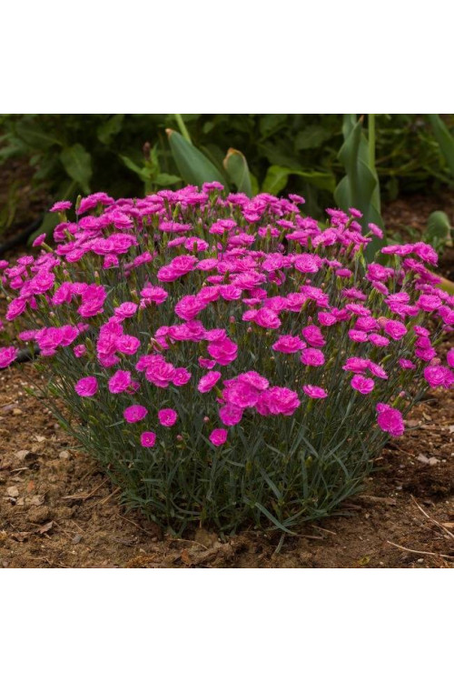 Goździk 'Pretty Becky'| Dianthus