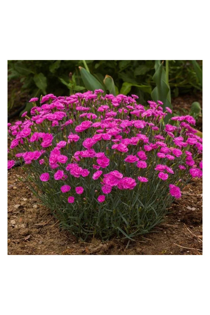 Goździk 'Pretty Becky'| Dianthus