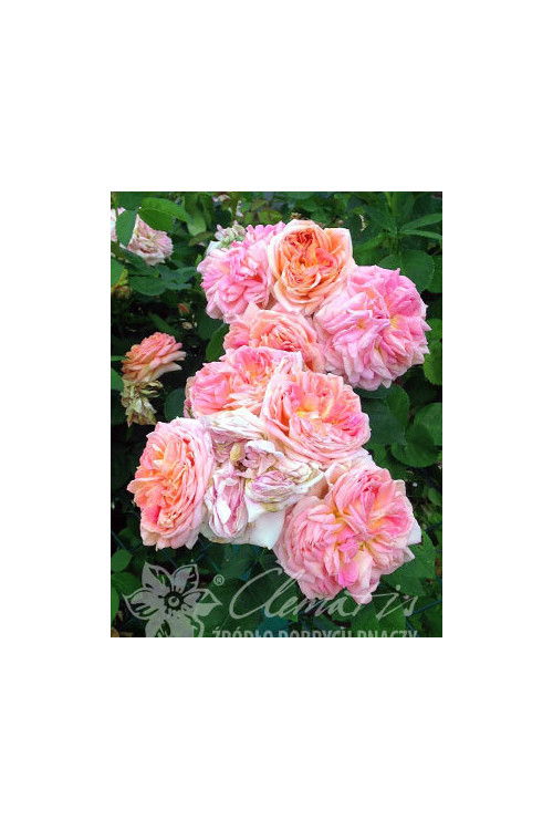 Róża pnąca 'Alchymist' (odmiana pachnąca) Rosa