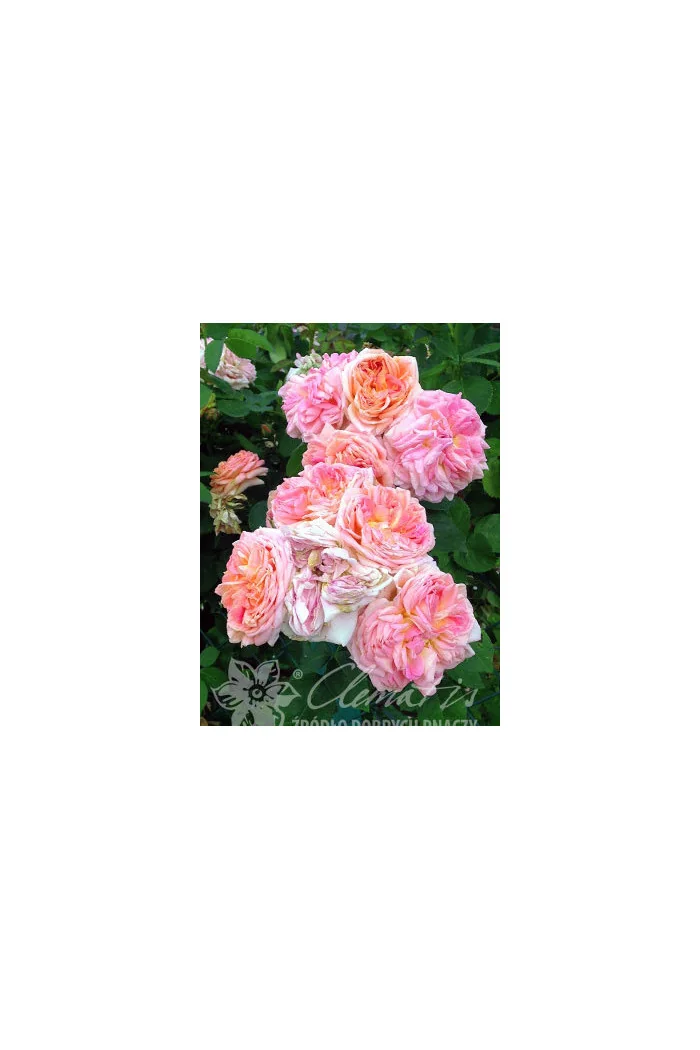 Róża pnąca 'Alchymist' (odmiana pachnąca) Rosa