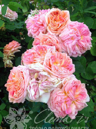 Róża pnąca 'Alchymist' (odmiana pachnąca) Rosa