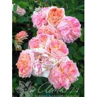 Róża pnąca 'Alchymist' (odmiana pachnąca) Rosa