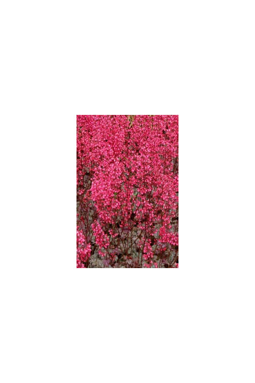 Żurawka 'Rave On' Heuchera