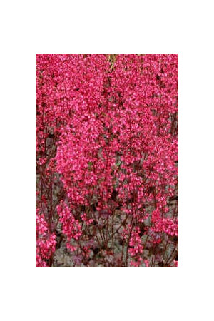 Żurawka 'Rave On' Heuchera