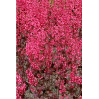 Żurawka 'Rave On' Heuchera