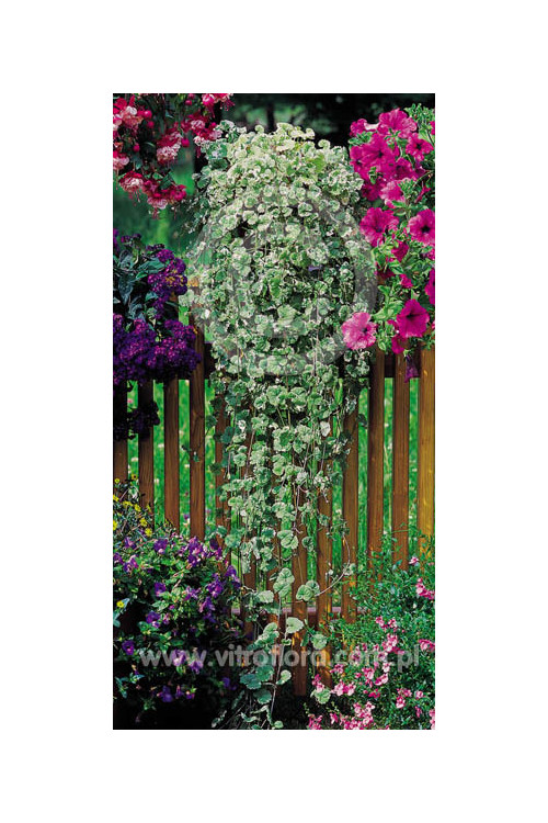 Bluszczyk kurdybanek 'Variegata' div class'lat' Glechoma hederacea /div