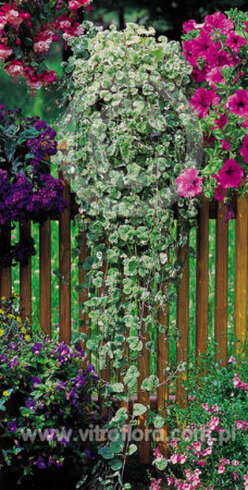 Bluszczyk kurdybanek 'Variegata' div class'lat' Glechoma hederacea /div