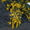 Janowiec włosisty 'Yellow Spreader' Genista pilosa