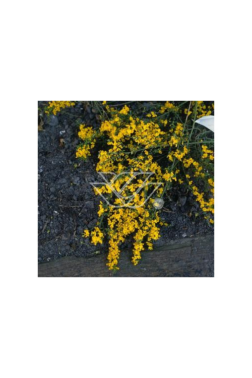 Janowiec włosisty 'Yellow Spreader' Genista pilosa
