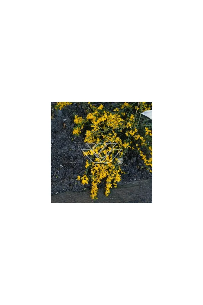Janowiec włosisty 'Yellow Spreader' Genista pilosa