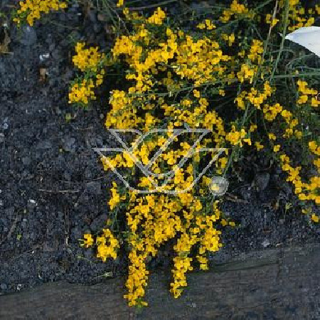 Janowiec włosisty 'Yellow Spreader' Genista pilosa
