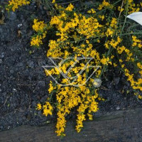 Janowiec włosisty 'Yellow Spreader' Genista pilosa