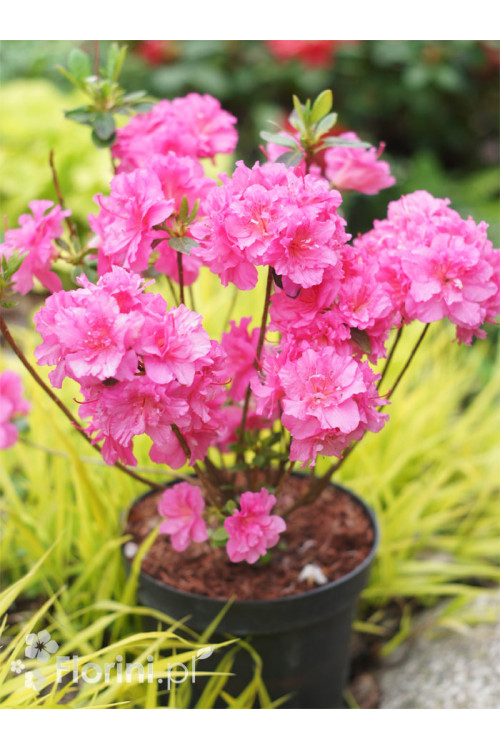 Azalia japońska 'Babuschka' | Azalea japonica