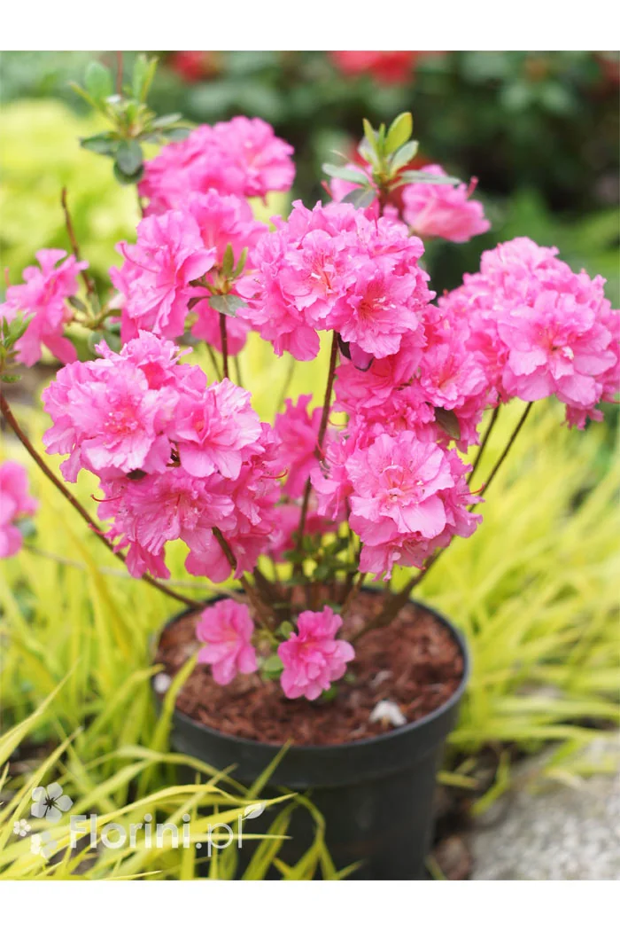 Azalia japońska 'Babuschka' | Azalea japonica