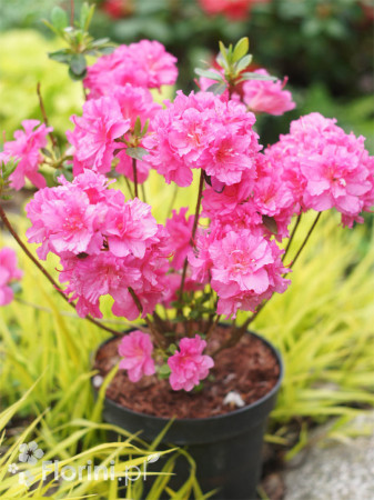 Azalia japońska 'Babuschka' | Azalea japonica