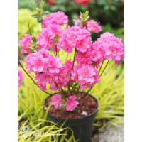 Azalia japońska 'Babuschka' | Azalea japonica