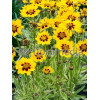 Nachyłek wielkokwiatowy 'Calypso' Coreopsis grandiflora