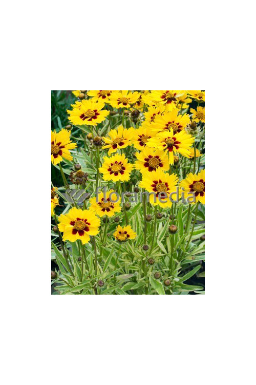 Nachyłek wielkokwiatowy 'Calypso' Coreopsis grandiflora