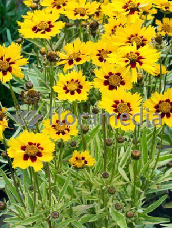 Nachyłek wielkokwiatowy 'Calypso' Coreopsis grandiflora