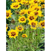 Nachyłek wielkokwiatowy 'Calypso' Coreopsis grandiflora