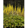 Języczka 'Zepter' Ligularia