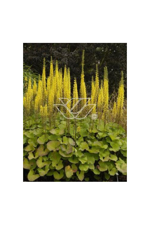 Języczka 'Zepter' Ligularia