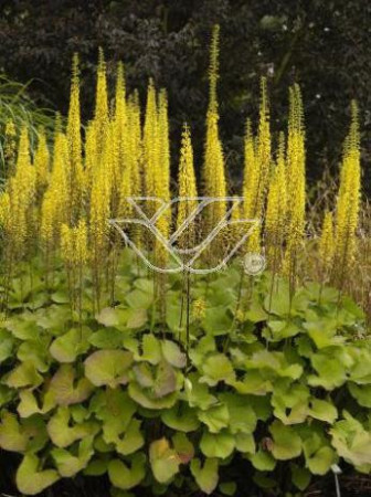Języczka 'Zepter' Ligularia