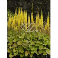 Języczka 'Zepter' Ligularia