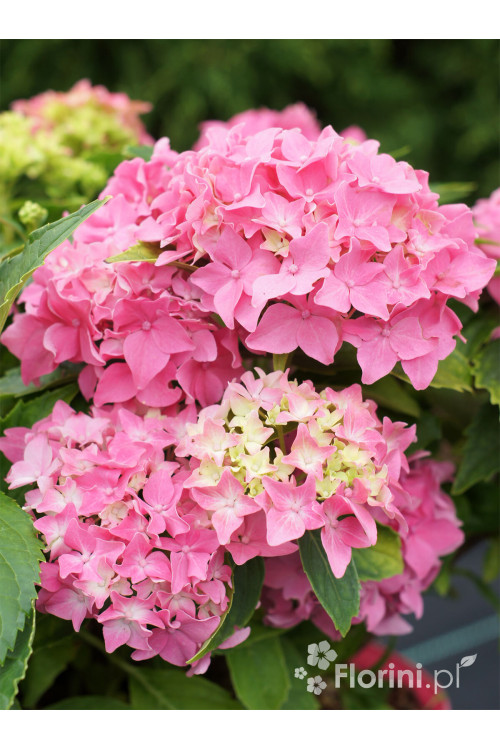 Hortensja ogrodowa 'Tovelit' Hydrangea macrophylla