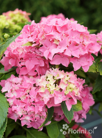 Hortensja ogrodowa 'Tovelit' Hydrangea macrophylla
