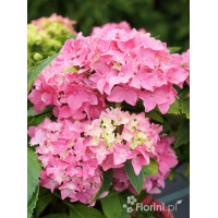 Hortensja ogrodowa 'Tovelit' Hydrangea macrophylla