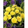 Pierwiosnek 'Belarina® Butter Yellow' | Primula