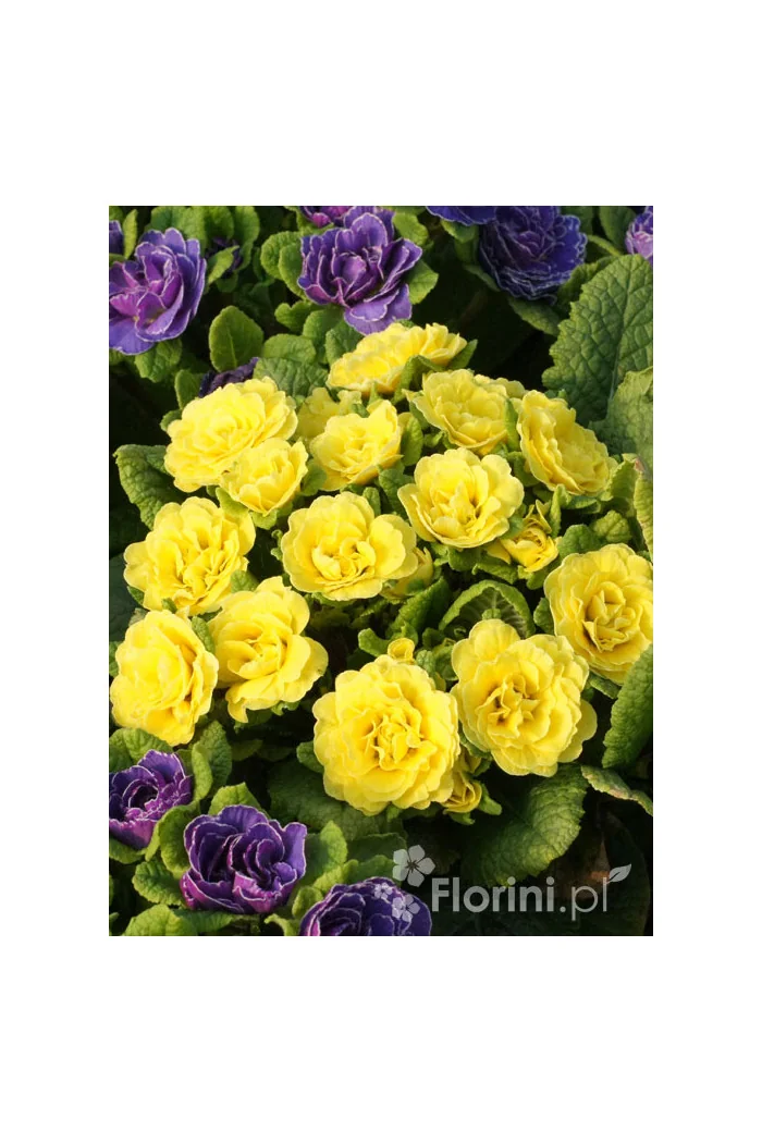 Pierwiosnek 'Belarina® Butter Yellow' | Primula