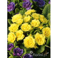 Pierwiosnek 'Belarina® Butter Yellow' | Primula