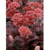 Rozchodnik 'Raspberry Truffle' Sedum