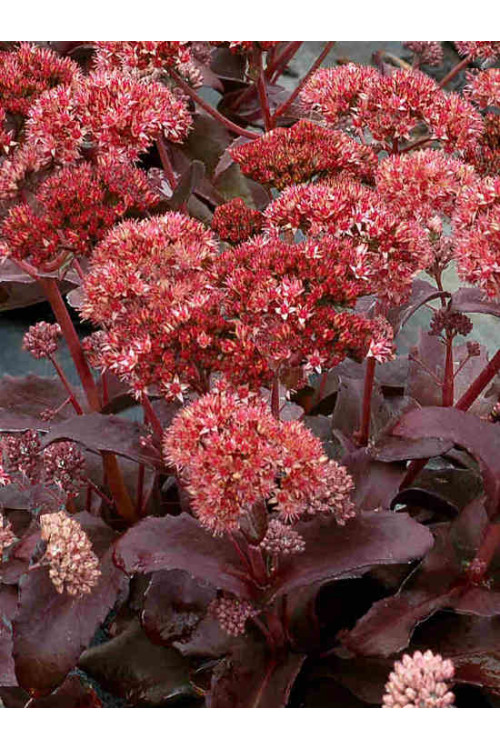 Rozchodnik 'Raspberry Truffle' Sedum