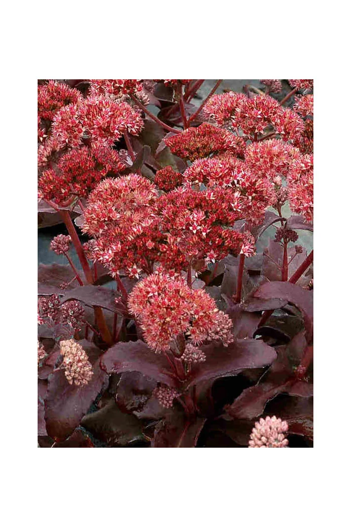 Rozchodnik 'Raspberry Truffle' Sedum