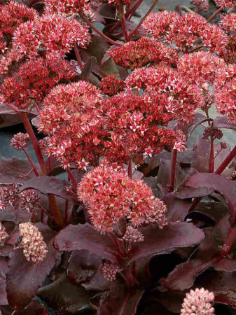 Rozchodnik 'Raspberry Truffle' Sedum