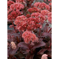 Rozchodnik 'Raspberry Truffle' Sedum