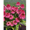 Jeżówka 'Delicious Strawberry' | Echinacea 