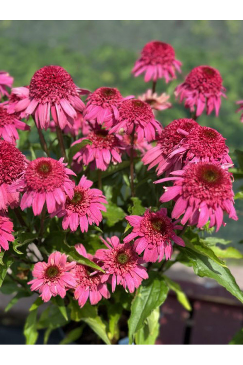 Jeżówka 'Delicious Strawberry' | Echinacea 